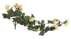 BEGONIA BUSH X10 YELLOW 32"