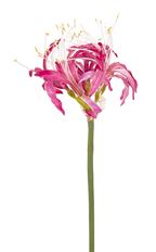 NERINE PINK 26" STEM