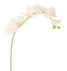 ORCHID PHALAENOPSIS CR/GR