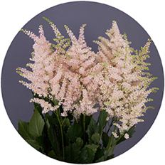 ASTILBE PINK