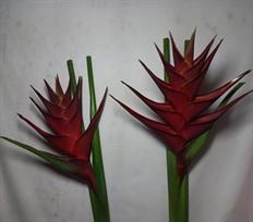 HELICONIA UPRIGHT