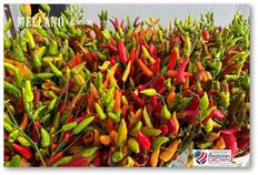 PEPPER ORNAMENTAL