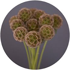 SCABIOSA PODS