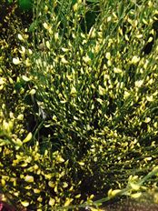 SCOTCH BROOM FLOWERING