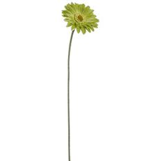 GERBERA SPRAY 22" GREEN