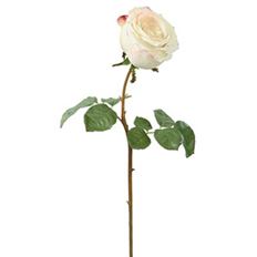 ROSE BUD ECUADORIAN 20.5" CHAMPAGNE