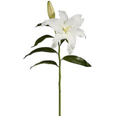 LILY CASABLANCA 27" TT WHITE