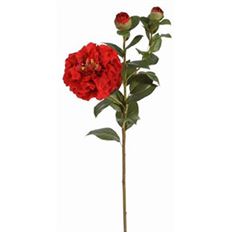 CAMELLIA 28.5&#39;&#39; RED