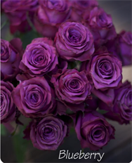 ROSE LAVENDER