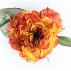 ROSE GARDEN SO AMERICAN