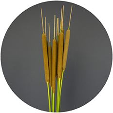 CATTAILS