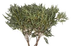 EUCALYPTUS LACE/FEATHER