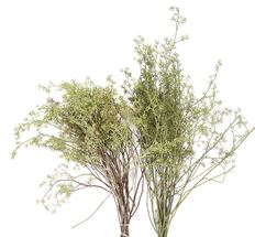 EUCALYPTUS NAKED SEED