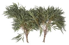 EUCALYPTUS FEATHER/WILLOW