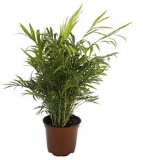 6" NEANTHE BELLA PALM