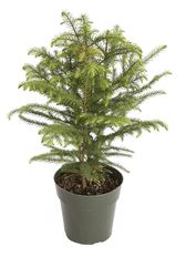 6" NORFOLK ISLAND PINE