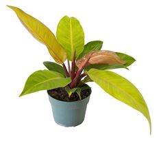 6" PHILODENDRON HYBRID