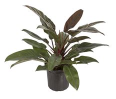 8" PHILODENDRON HYBRID