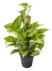 6" POTHOS, TOTEM