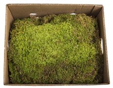 MOSS SHEET GREEN