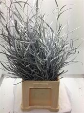 GREVILLEA ITALIAN METALLIC