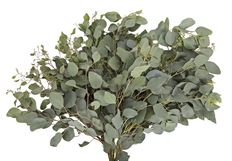EUCALYPTUS SEEDED