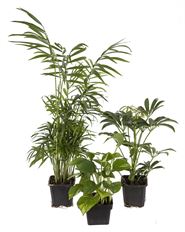 3" GREEN PLANTS