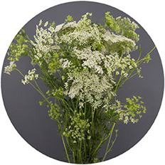 QUEEN ANNE'S LACE WHITE