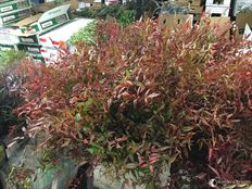 NANDINA