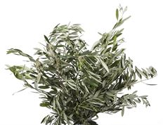 OLIVE BRANCHES