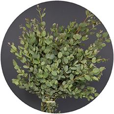 EUCALYPTUS BONSAI/PARVAFOLIA