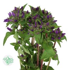 CAMPANULA ASST COLORS