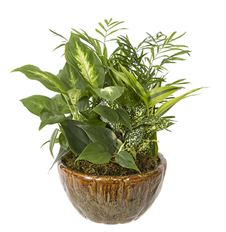 8" CERAMIC DISH GARDEN