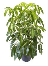 10"  SCHEFFLERA