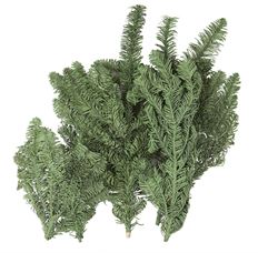 NOBLE FIR TIPS 1 LB GREEN
