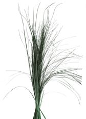 BEARGRASS EVERGREEN PRSRVD BNC