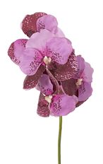 ORCHID VANDA ORCHID 25" STEM