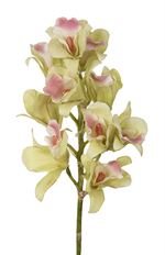 ORCHID CYMBIDIUM LT MINI GREEN