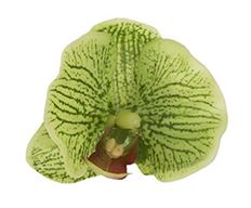 PHALANEPOSIS HEAD 12/PK GREEN