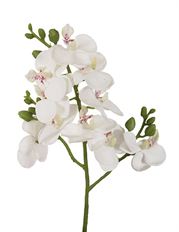 PHALAENOPSIS 20" WHITE