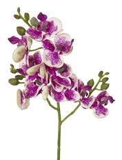 PHALAENOPSIS 20" CRM/PURPLE