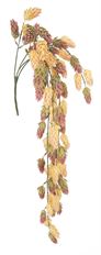HOPS HANGING BUSH 31"