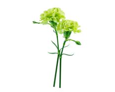 CARNATION GREEN