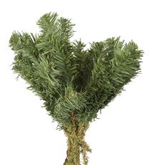 PINE PICK 12/PK GREEN