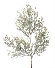 CYPRESS SPRAY 21" W/SNOW