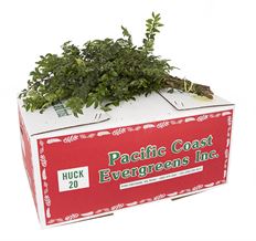 HUCKLEBERRY 20 BU CASE