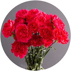CARNATION HOT PINK