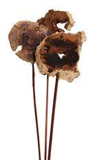 DRIFTWOOD SLICE STEM BLEACH 3/PK