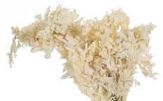 OAK TRANSPARENT BLEACHED 16 OZ