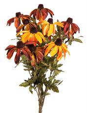 RUDBECKIA BUSH X13 18" RUST/YE